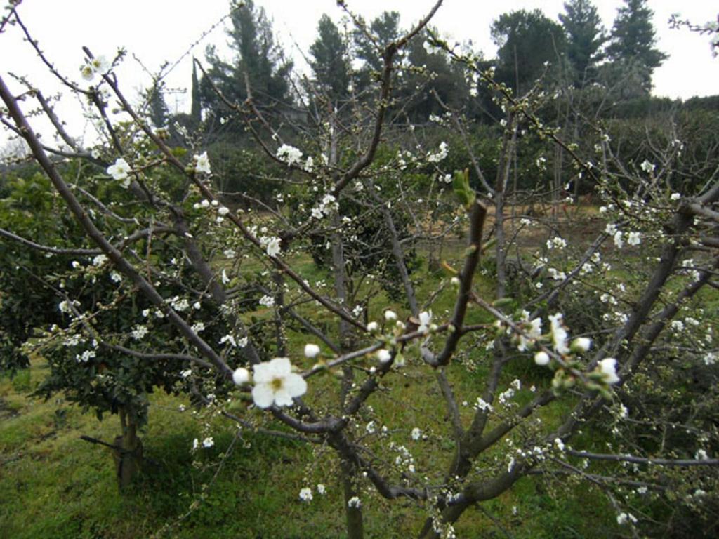 加里Baglio Delle Rose住宿加早餐旅馆 外观 照片